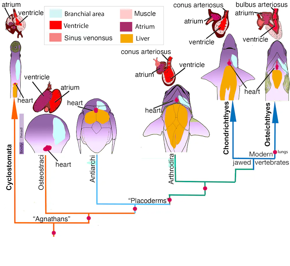 We found the oldest ever vertebrate fossil heart. It tells a 380 ...