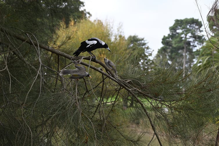 Two noisy miners mob a magpie.