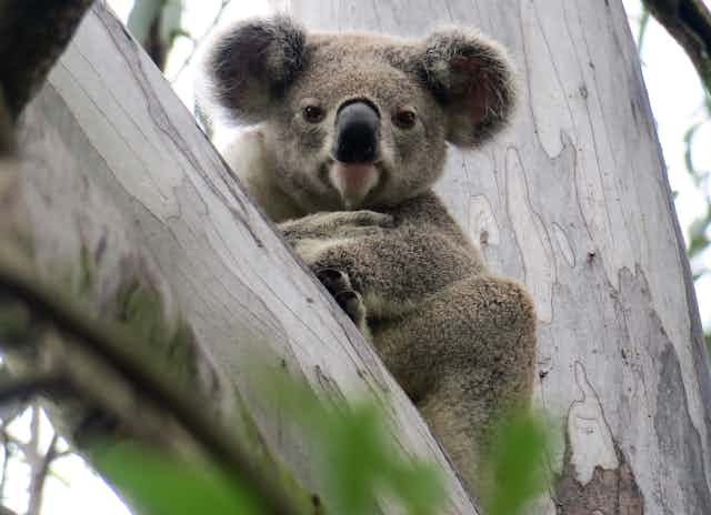 Colourful Koala -  Canada