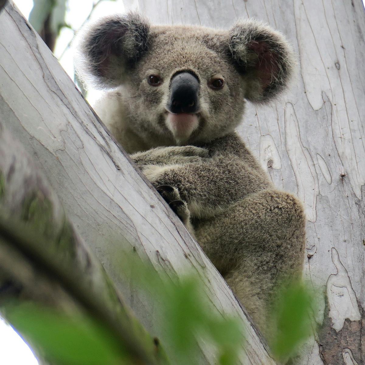 Friday essay: the koala – when it's smart to be slow