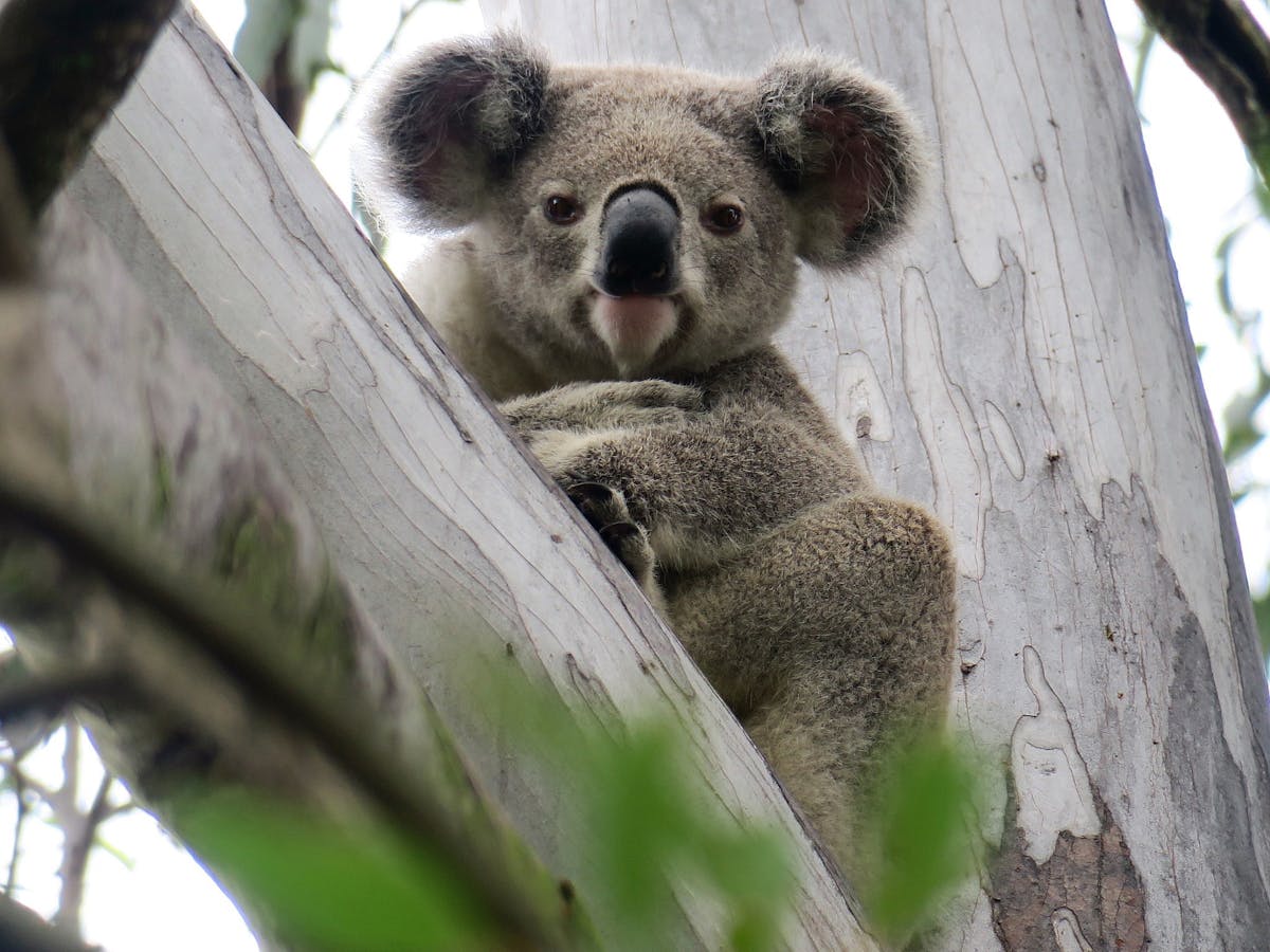 Friday essay: the koala – when it's smart to be slow