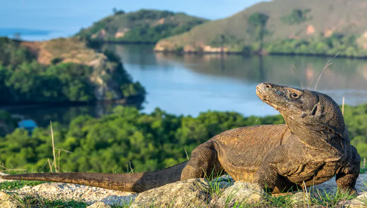 Grand lézard au premier plan, paysage d’une île en fond