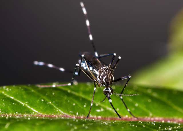 Gros plan sur un moustique Aedes aegypti femelle