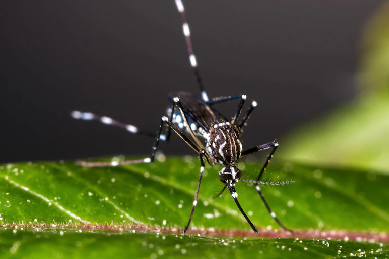 Gros plan sur un moustique Aedes aegypti femelle