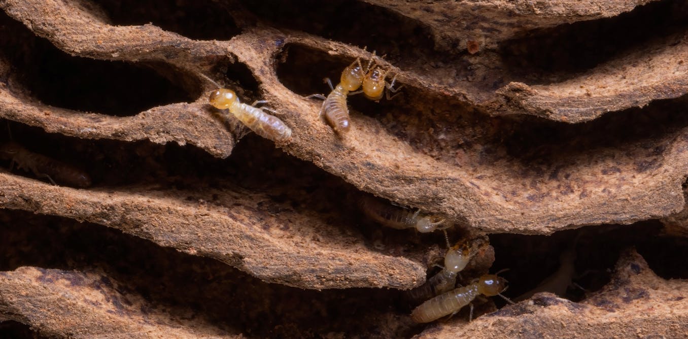 Termites love global warming – the pace of their wood munching gets significantly faster in hotter weather - The Conversation