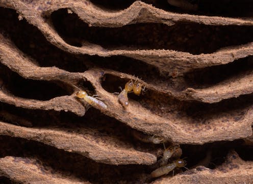 Termites love global warming – the pace of their wood munching gets significantly faster in hotter weather
