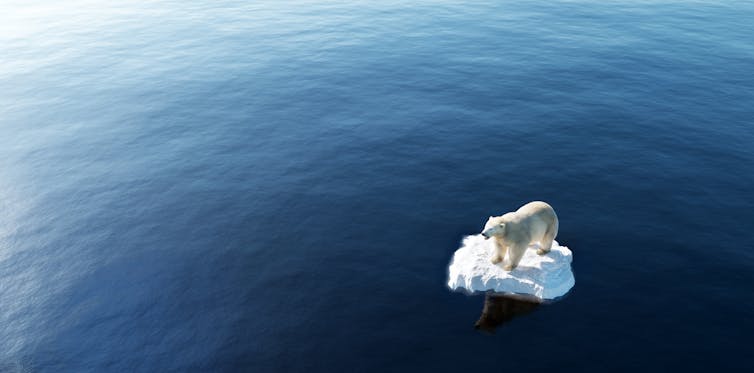 image of a polar bear on an ice float.
