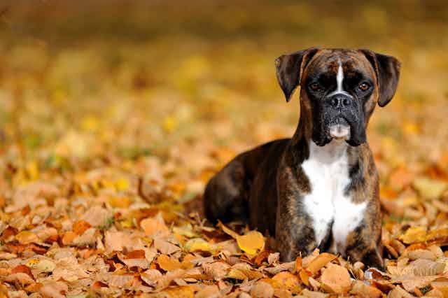 Photo d’un chien boxer allongé dans des feuilles mortes
