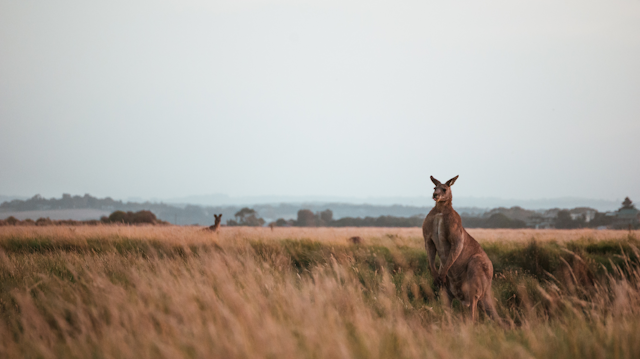 Buff brown kangaroo in a field