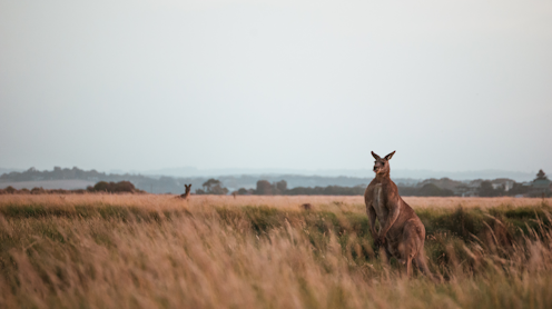 kangaroos are ‘vegetarian gladiators’ with kicks that can kill. An expert explains why they attack