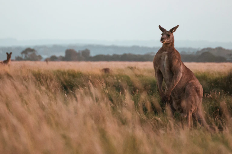 Buff brown kangaroo in a field