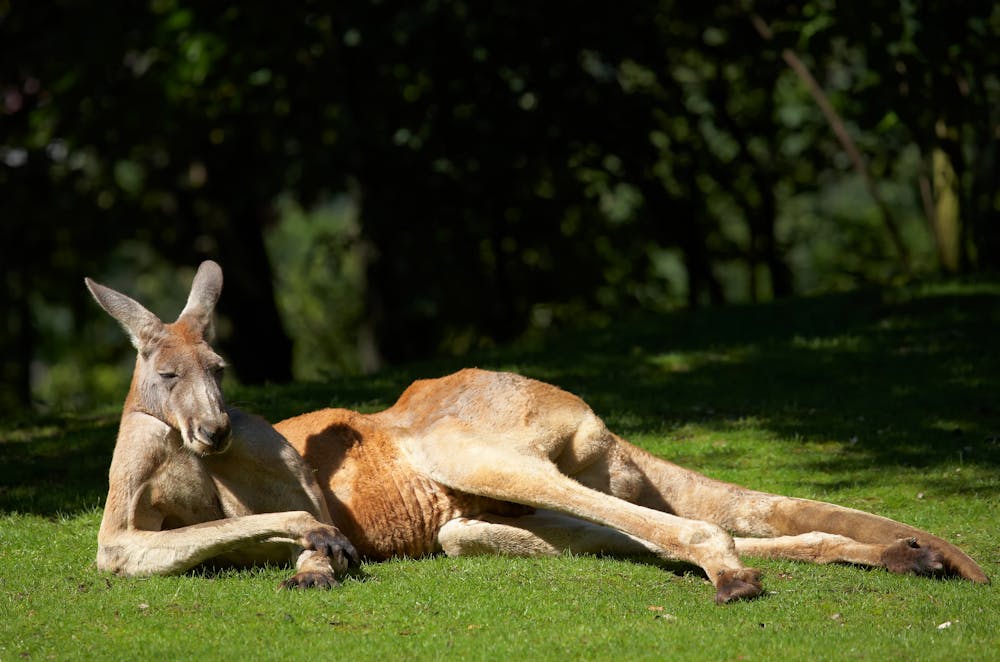 Reminder: kangaroos are 'vegetarian gladiators' with kicks that can kill.  An expert explains why they attack