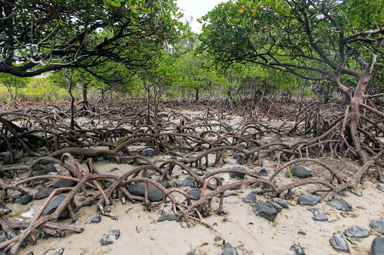 mangroves