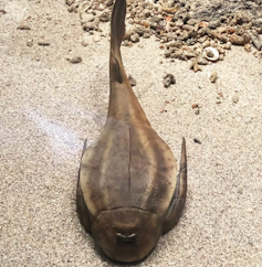 Model of a primitive placoderm_ Bothriolepis_ on a bed of sand.