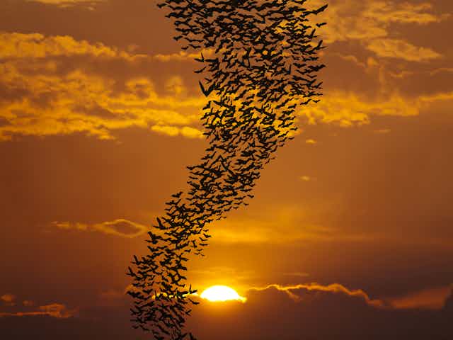 A swarm of bats in a snaking column against a golden sun