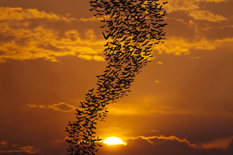 A swarm of bats in a snaking column against a golden sun