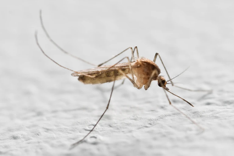 Mosquito on a white background