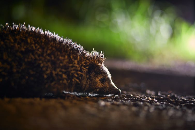 A hedgehog passing a road with a car light illuminating the background.