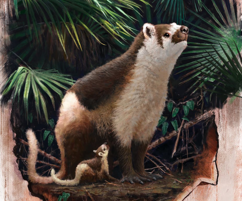 A fossil baby helped scientists explain how mammals thrived after the