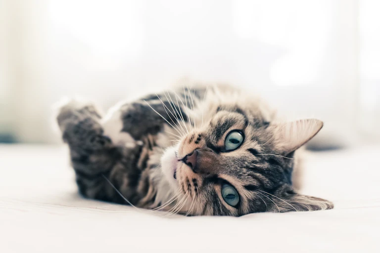 Cat with blue eyes lies on the floor and looks at the camera