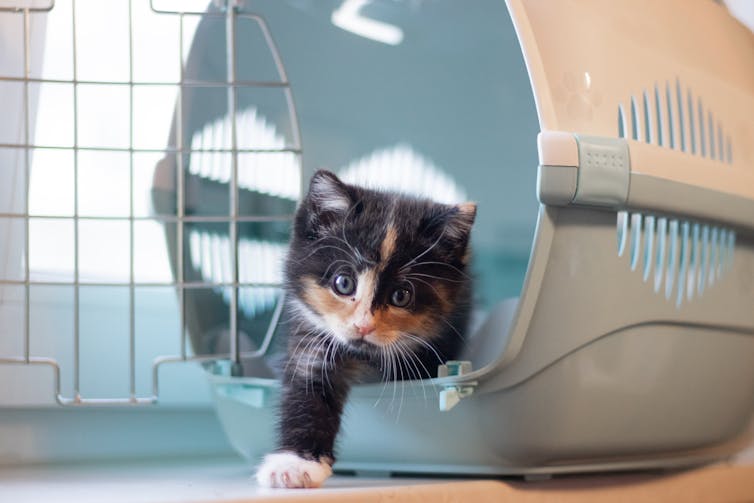 Kitten crawls out of its carrier