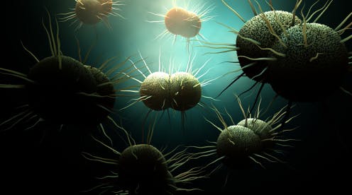 Gonorrhea became more drug resistant while attention was on COVID-19 – a molecular biologist explains the sexually transmitted superbug