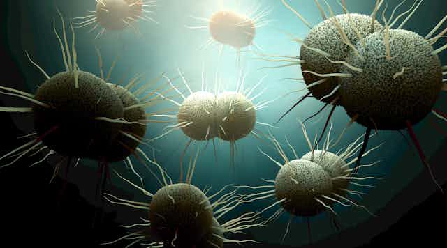 Bacterium Neisseria gonorrhoeae, a gonorrhea-causing bacteria.