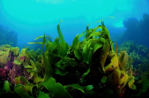 Ever heard of ocean forests? They're larger than the Amazon and more productive than we thought