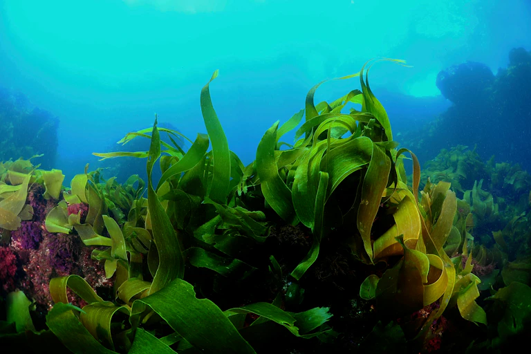 kelp