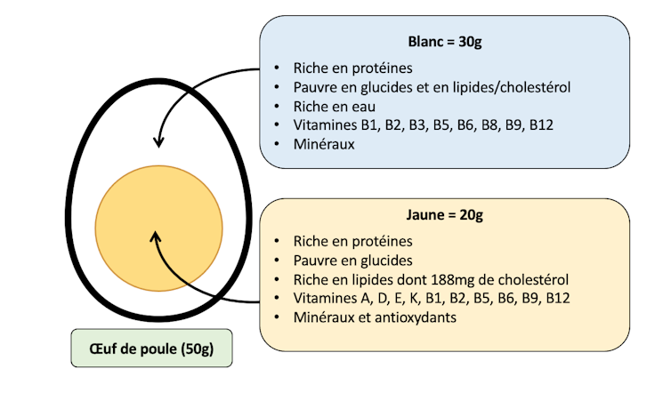 Composition du blanc (protéines, eau, vitamines, minéraux) et jaune (protéines, lipides, vitamines, minéraux, antioxydants)