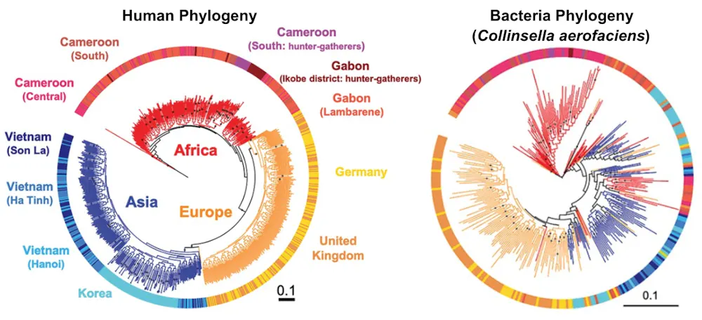 Humans evolved with their microbiomes – like genes, your gut microbes ...