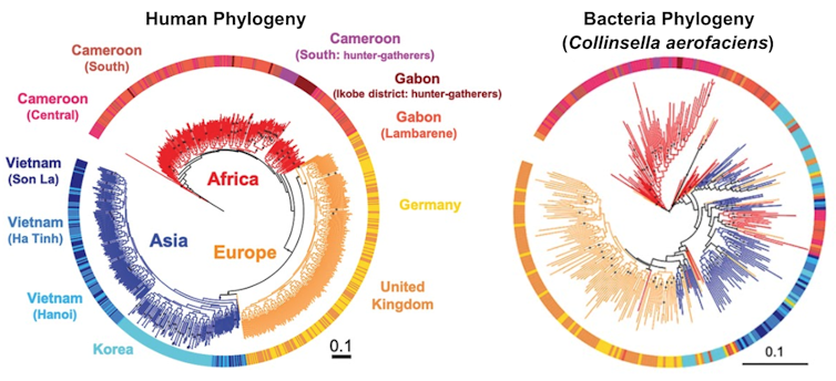 Two phylogenetic trees comparing human genetic diversity across geographic regions to the genetic diversity of _Collinsella aerofaciens_