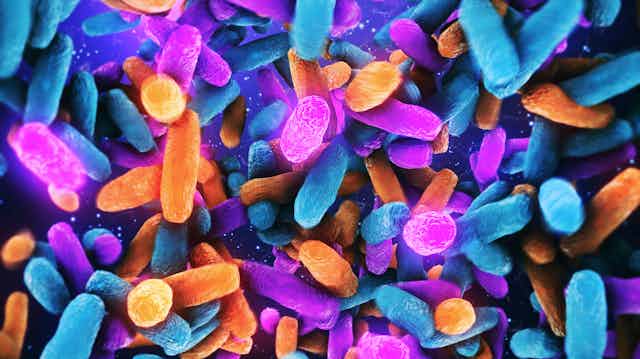 Illustration of multi-colored Lactobacillus