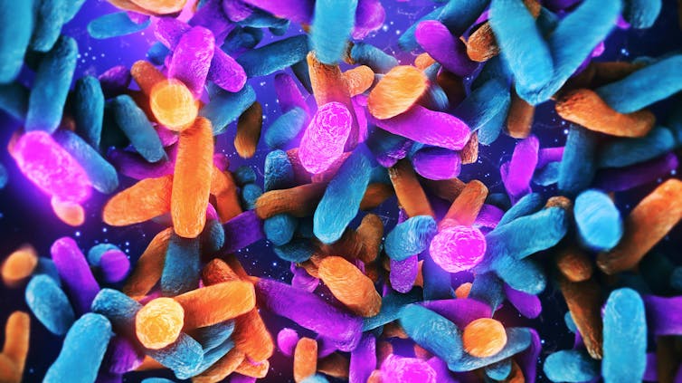 Humans evolved with their microbiomes – like genes, your gut microbes pass from one generation to the next