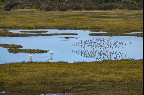 Which wetlands should receive federal protection? The Supreme Court revisits a question it has struggled in the past to answer