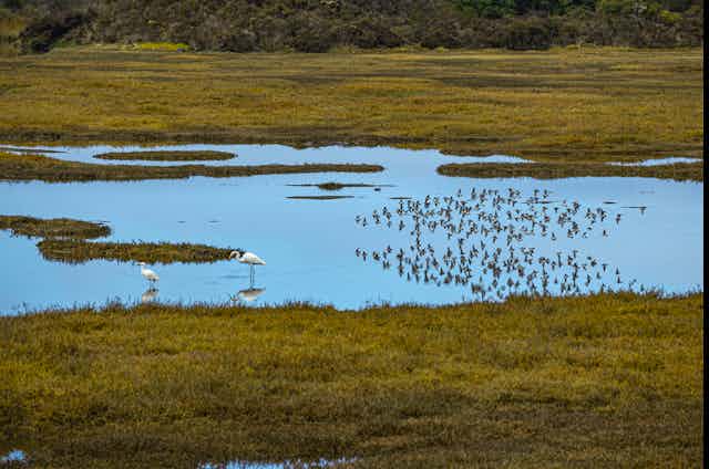 Waterbirds wade in a shallow marsh