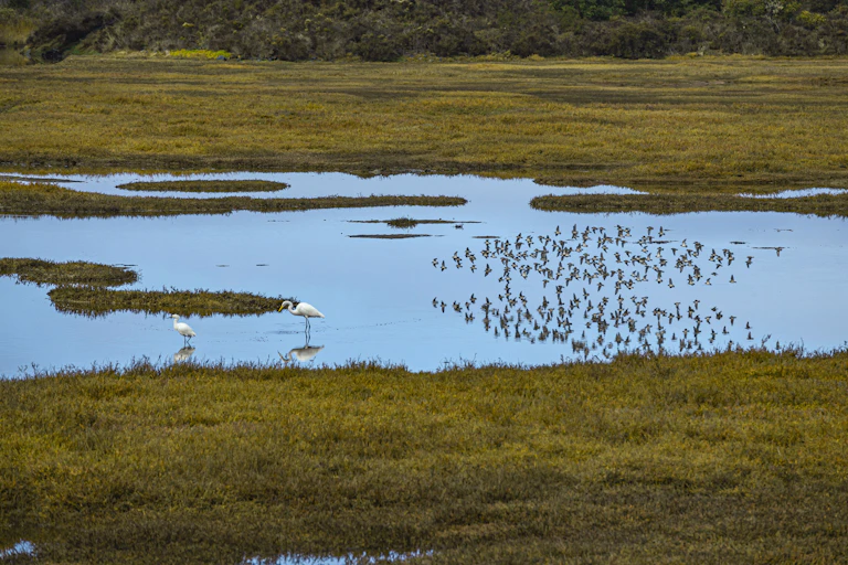 Waterbirds wade in a shallow marsh