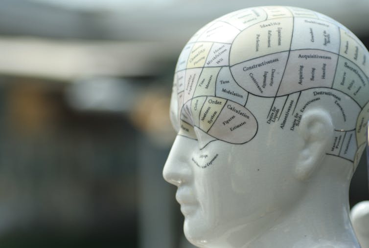 A model of a head with phrenology markings
