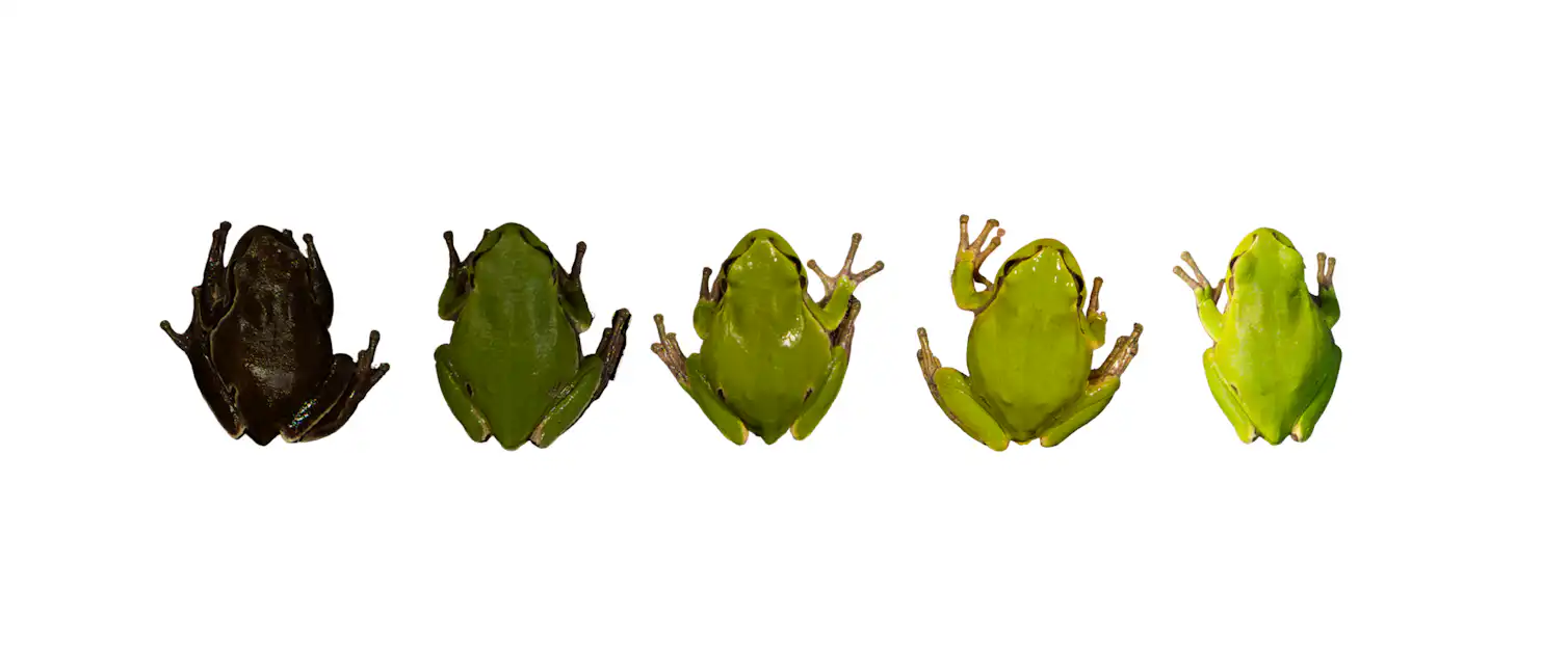 Radioactive Chernobyl Black Frogs Show Evolution In Action