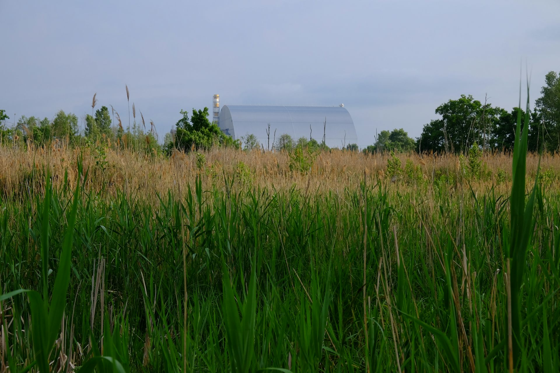 Las ranas negras de Chernóbil nos muestran la evolución en tiempo real. 
