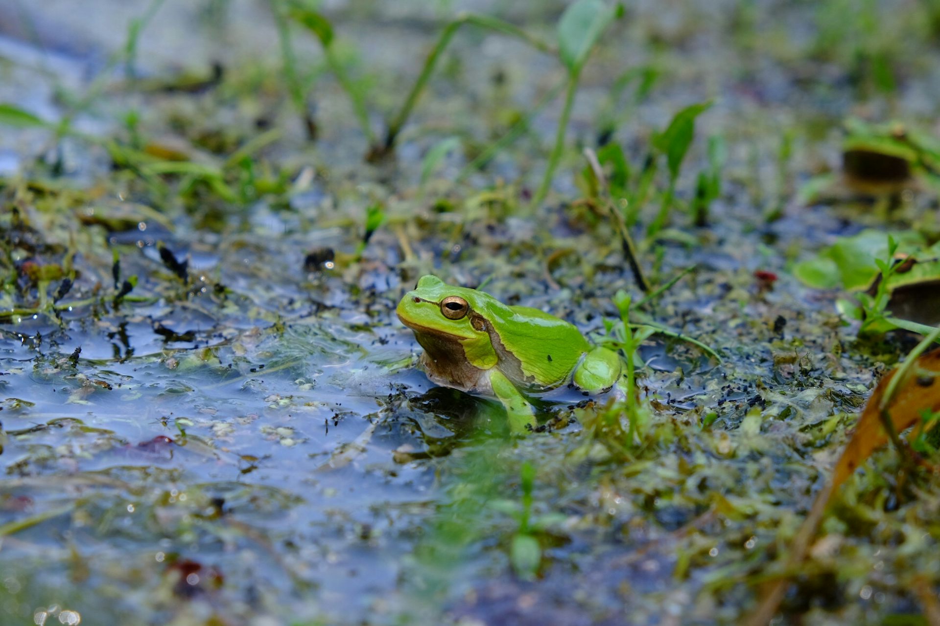 Radioactive Chernobyl Black Frogs Show Evolution In Action