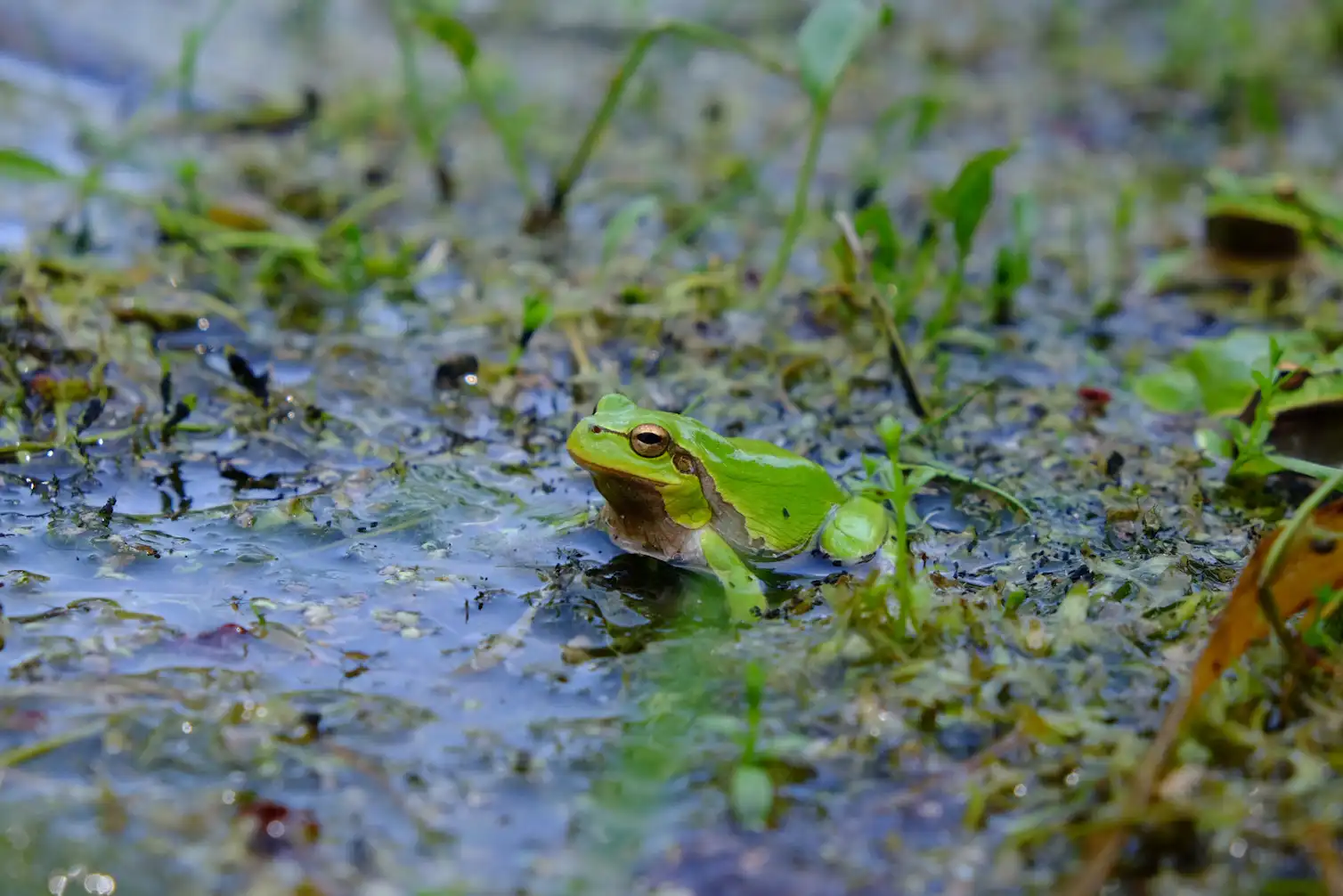 Frog In Action Radioactive Chernobyl black frogs show evolution in action