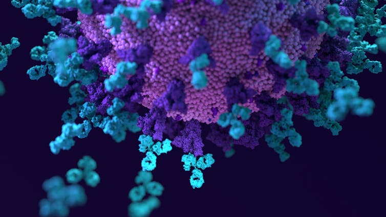 An illustration of SARS-CoV-2, the coronavirus that causes COVID-19.