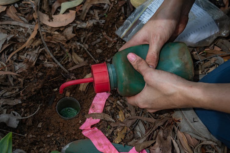 hand squeezes bottle of green liquid into hole in ground