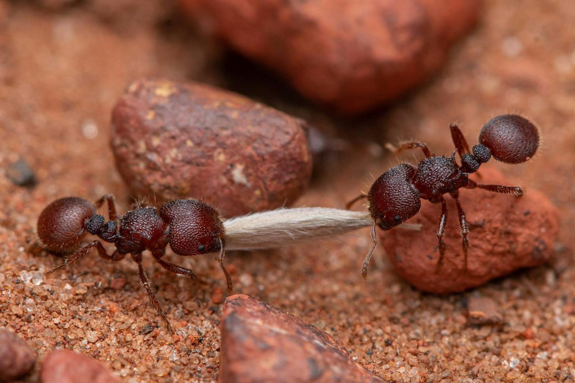 two ants carry a seed