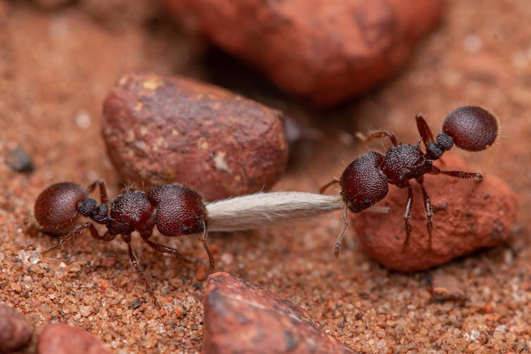 two ants carry a seed
