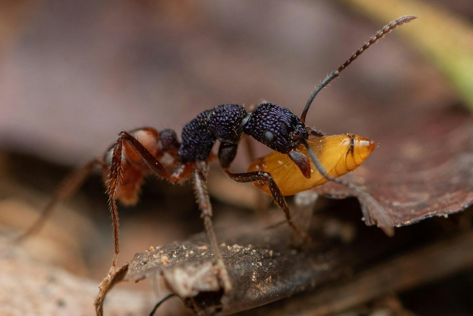 ant carries prey in jaws