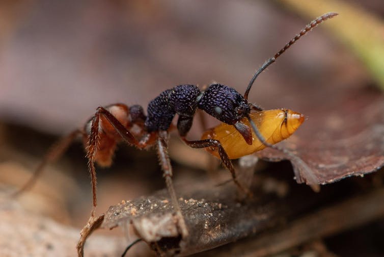 ant carries prey in its jaws