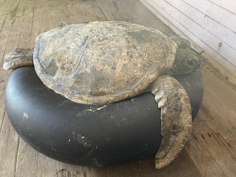 Dugongs and turtles are starving to death in Queensland seas – and La Niña's floods are to blame