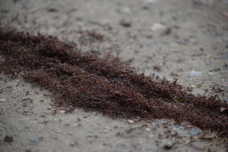 thousands of ants form a line across a road